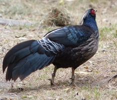 Kalij Pheasant